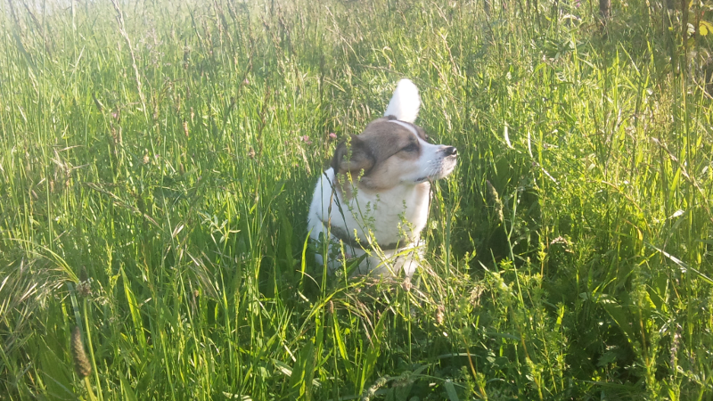 Lenny im Feld